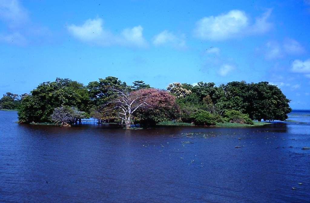 Diversity in Nature: An island in the Amazon River with trees expressing all different seasons of the year.