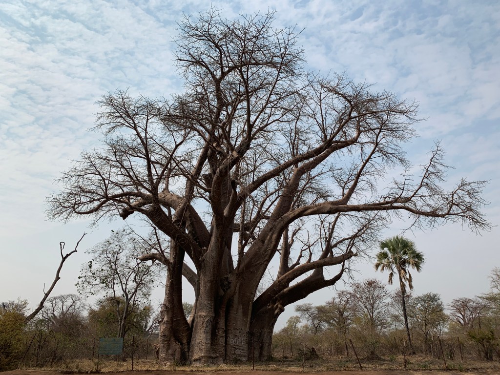 Different approaches: Baobab tree, which is a succulent, standing tall in the midst of a deciduous forest in Botswana.