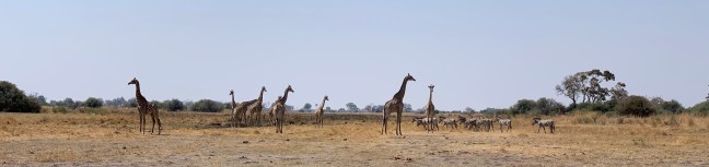 A heard of giraffes roaming in Zimbabwe.