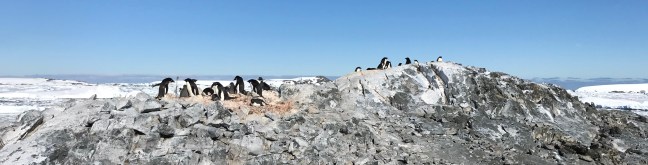 A colony of Adelie penguins on the Yalour Islands in Antarctica.