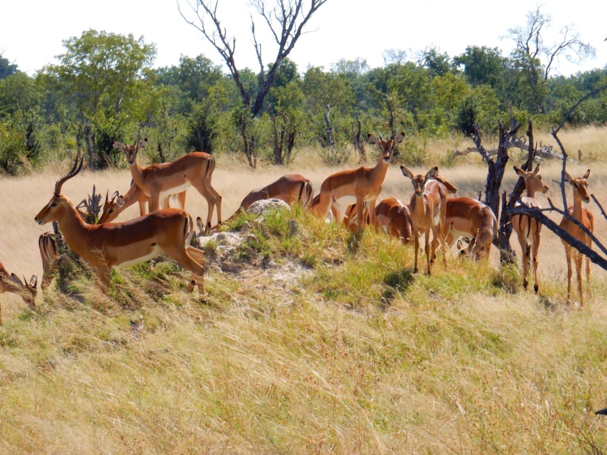 Rethinking Agile in the Light of Diversity and Inclusion: A Retrospective&nbsp;Process