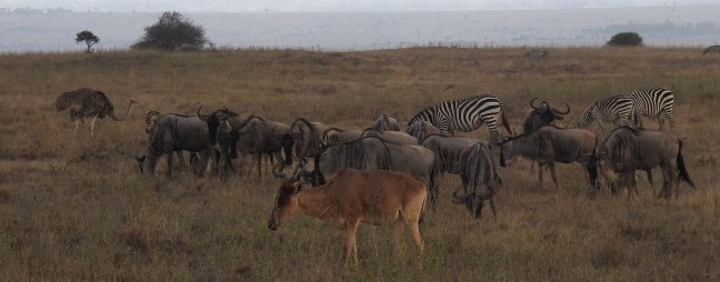 A group of wildebeest on the African savannah, accompanied by a couple of Zebras, an Elan and an Ostrich.